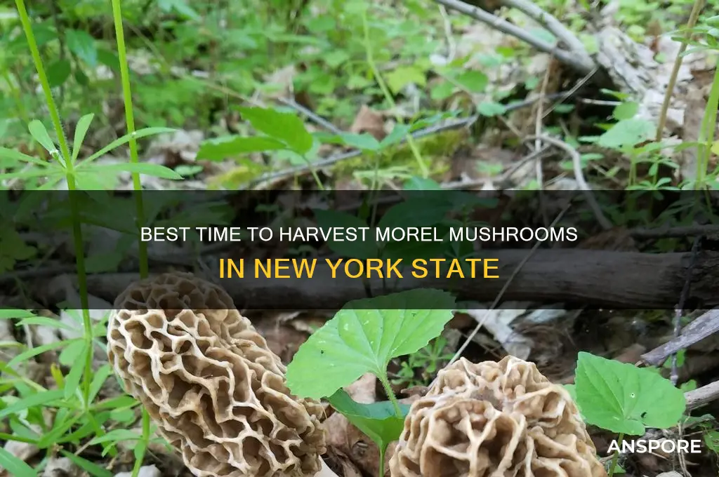when to pick morel mushrooms in new your state