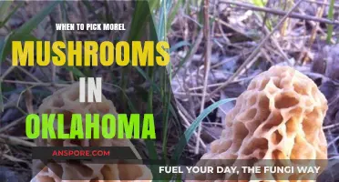 Oklahoma Morel Mushroom Hunting: Best Timing for a Bountiful Harvest