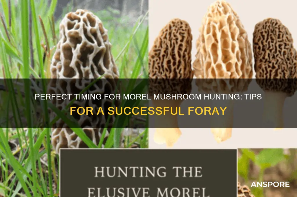 when to pick morel mushrooms