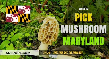 Best Time to Pick Mushrooms in Maryland