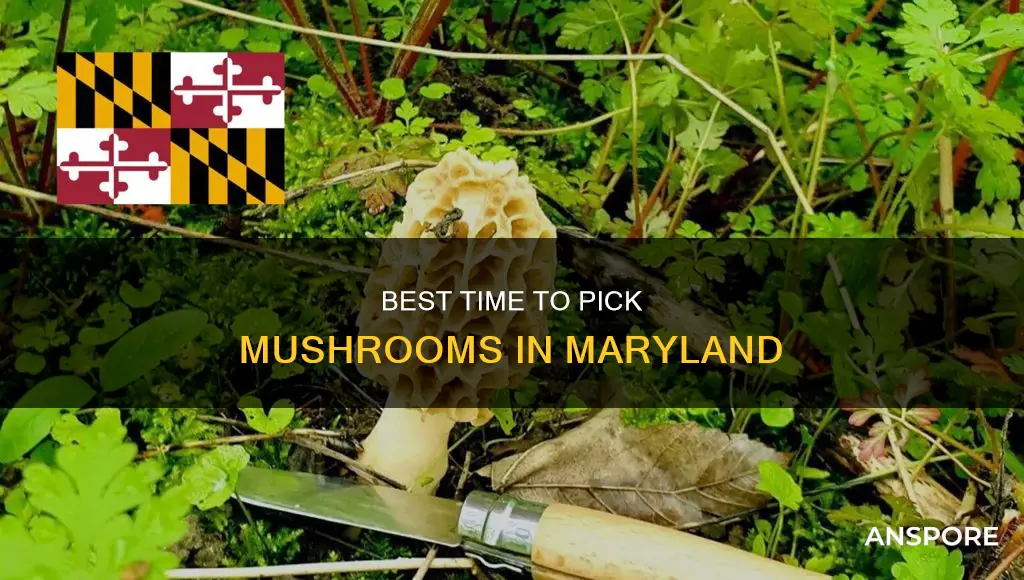 when to pick mushrooms maryland