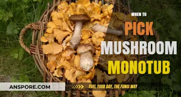 Best Time to Harvest Mushrooms from Monotub