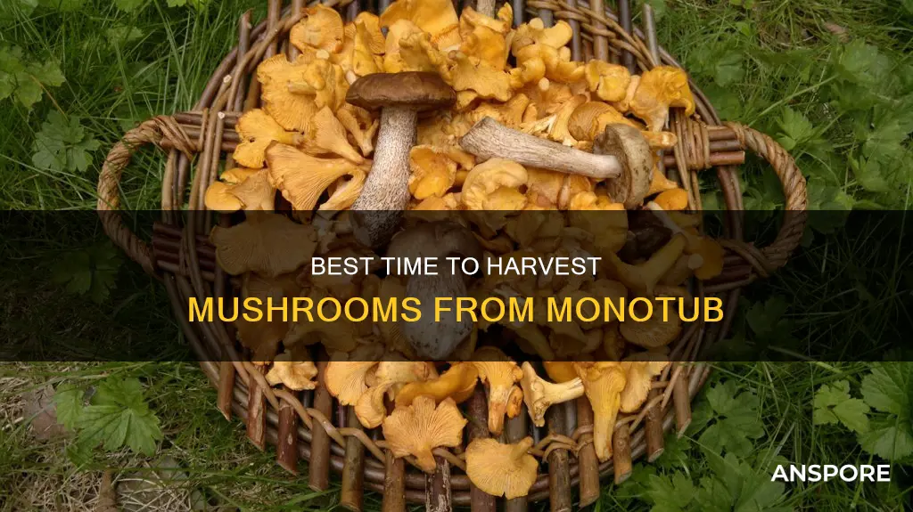 when to pick mushrooms monotub