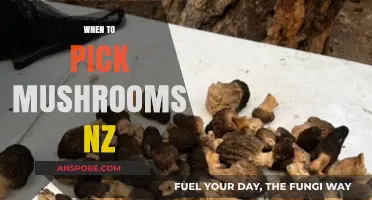 Best Time to Pick Mushrooms in New Zealand