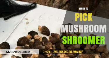 Mushroom Picking: Best Time and Techniques