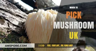 Mushroom Picking: Best Times and Places in the UK