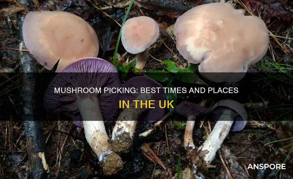 when to pick mushrooms uk