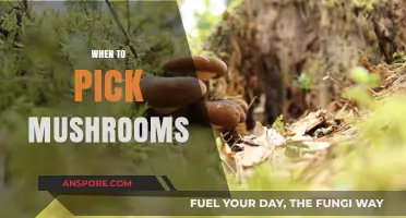 Mushroom Picking: Best Times and Seasons