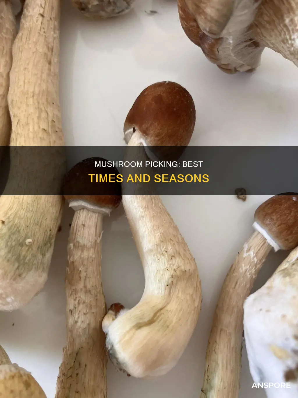 when to pick mushrooms