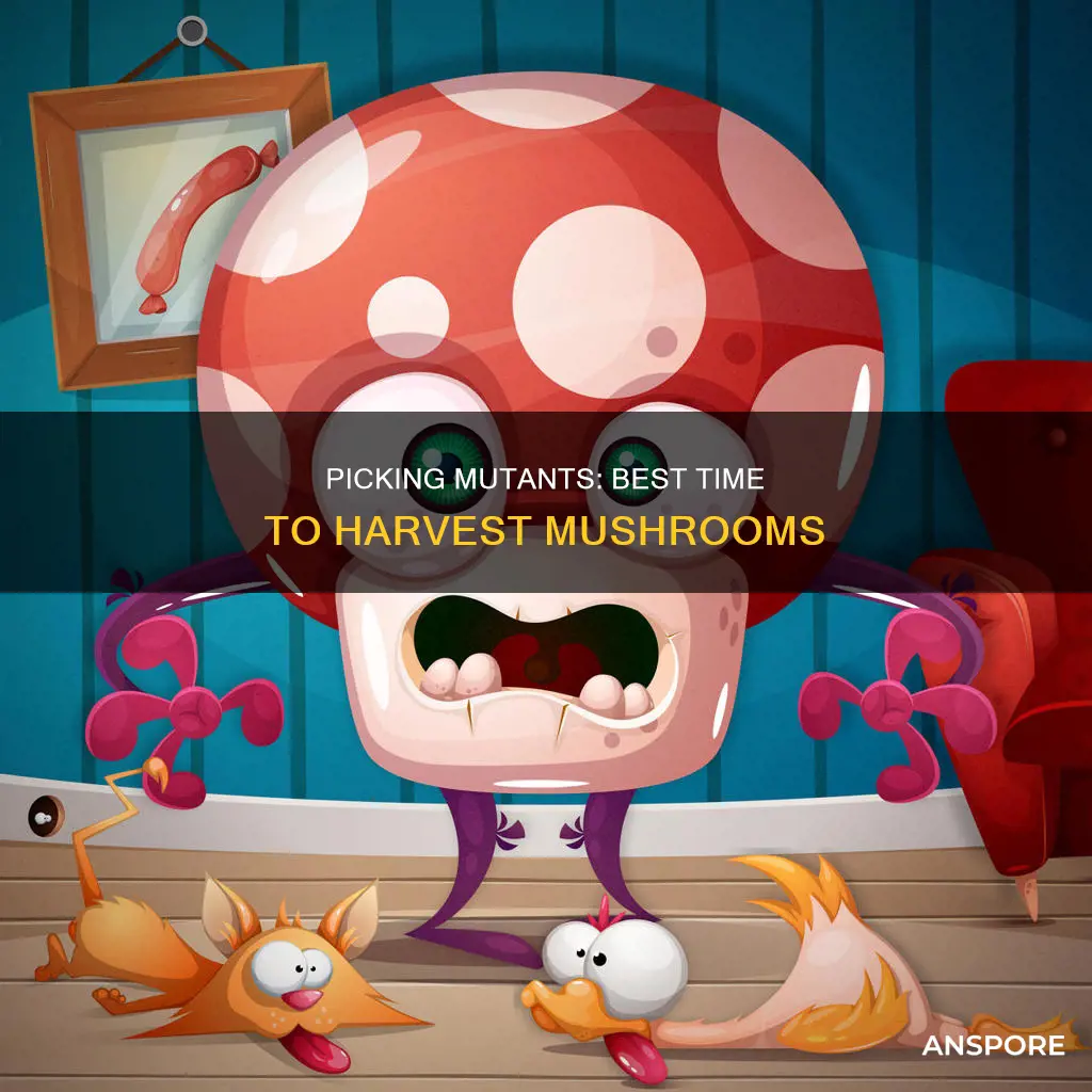 when to pick mutants mushroom