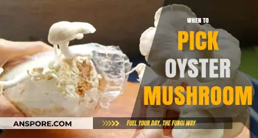 The Ultimate Guide: Picking Oyster Mushrooms