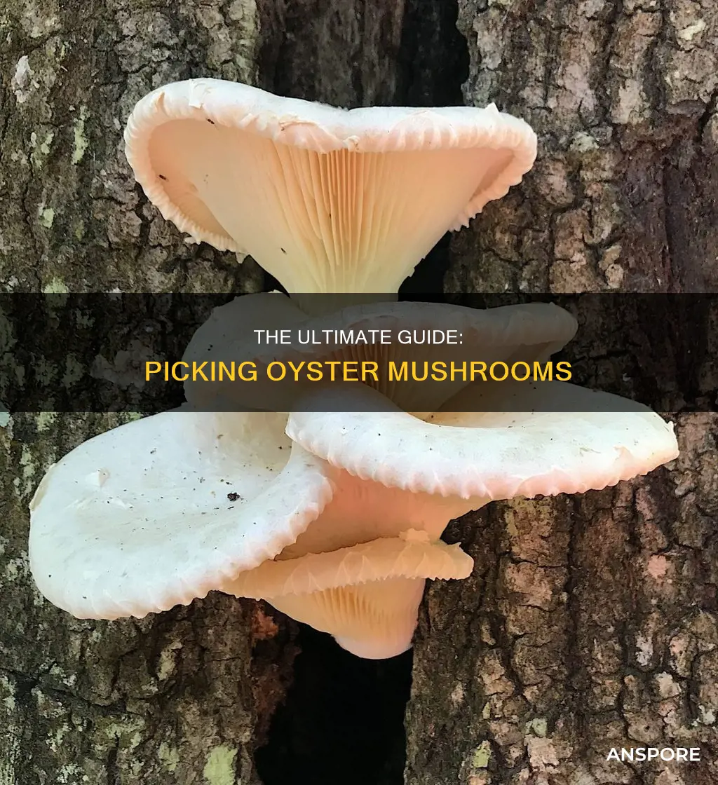 when to pick oyster mushrooms