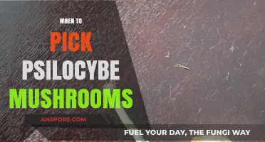Best Time to Pick Magic Mushrooms