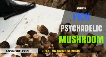 Best Time to Pick Magic Mushrooms
