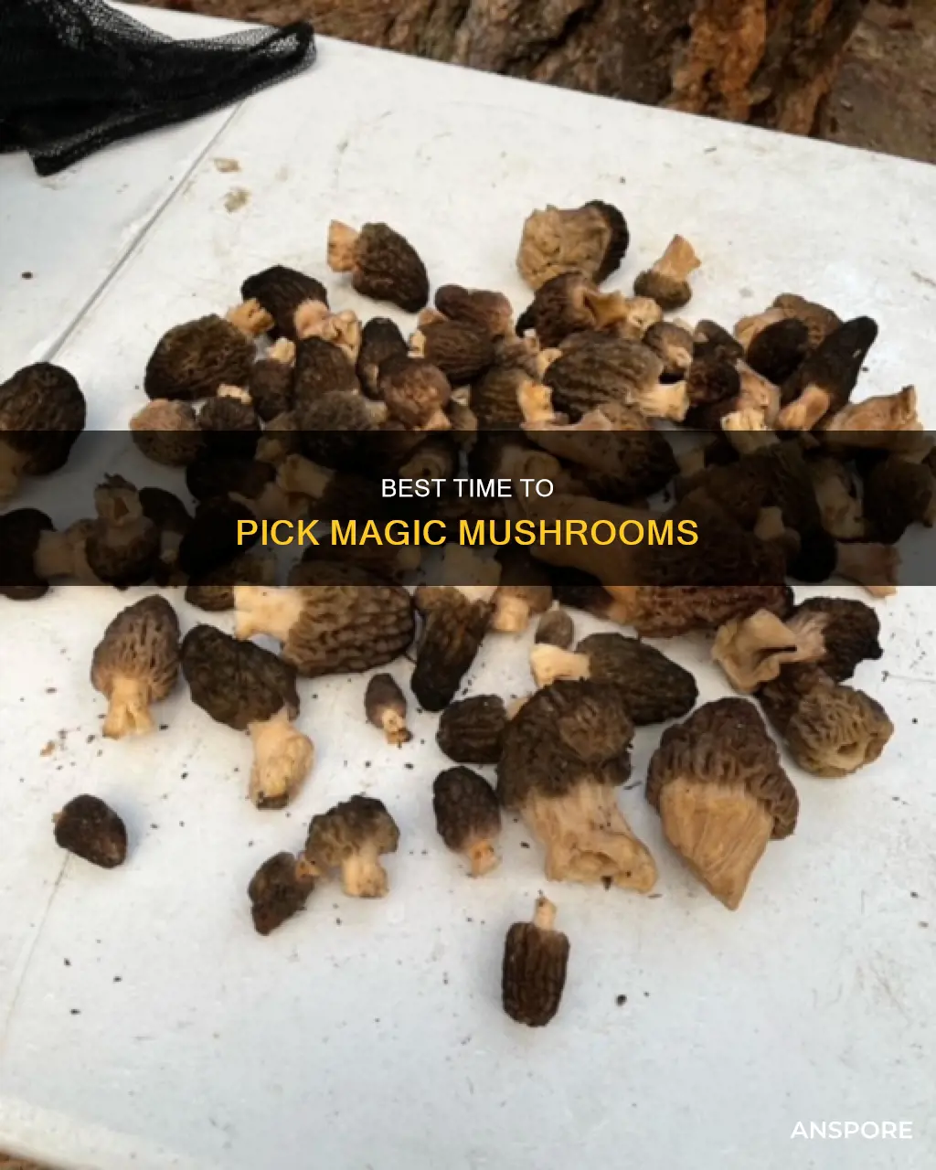 when to pick psychadelic mushrooms