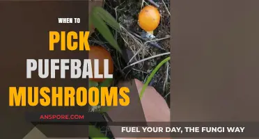 Best Time to Pick Wild Puffball Mushrooms