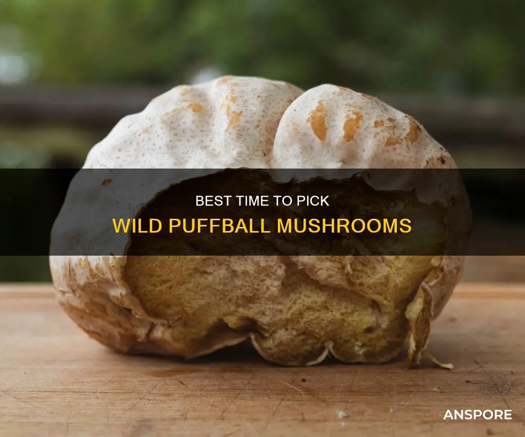 when to pick puffball mushrooms
