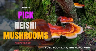 The Ultimate Guide: Picking Reishi Mushrooms