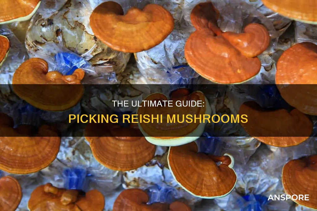 when to pick reishi mushrooms