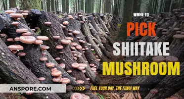 Shiitake Mushroom Harvest: Best Picking Time