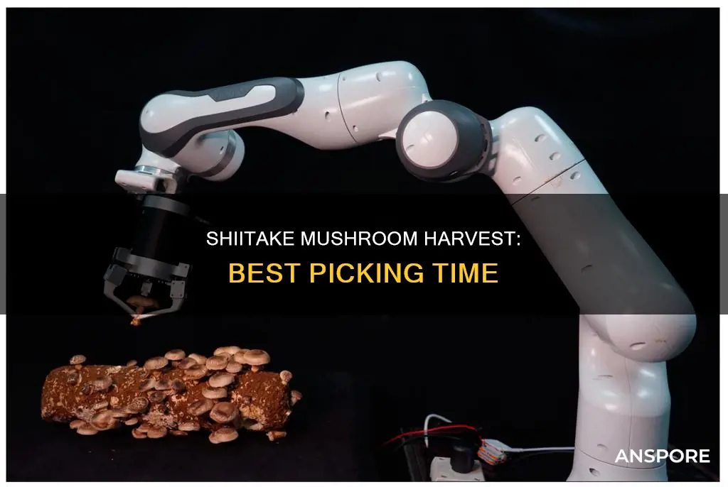 when to pick shiitake mushrooms