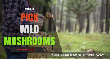 Foraging Mushrooms: Best Time to Pick