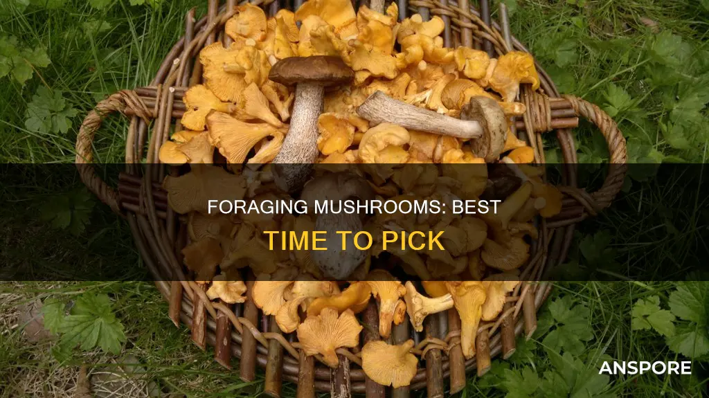 when to pick wild mushrooms