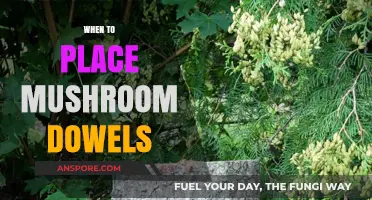 Spring and Fall: Best Times for Mushroom Doweling