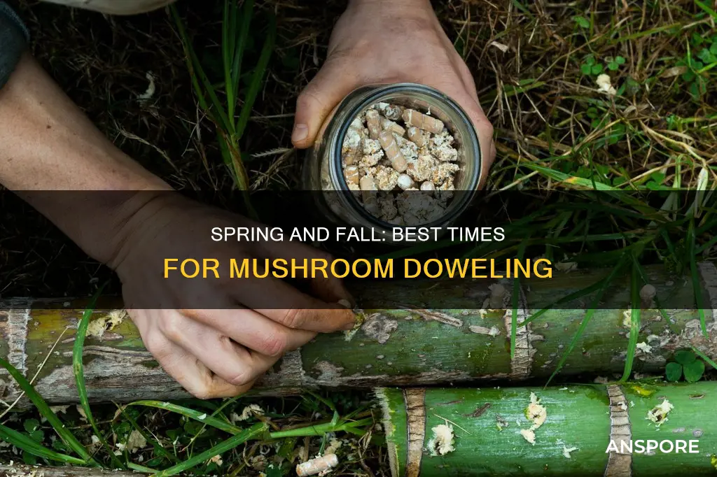 when to place mushroom dowels