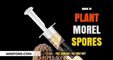 Optimal Timing for Planting Morel Spores: A Comprehensive Guide
