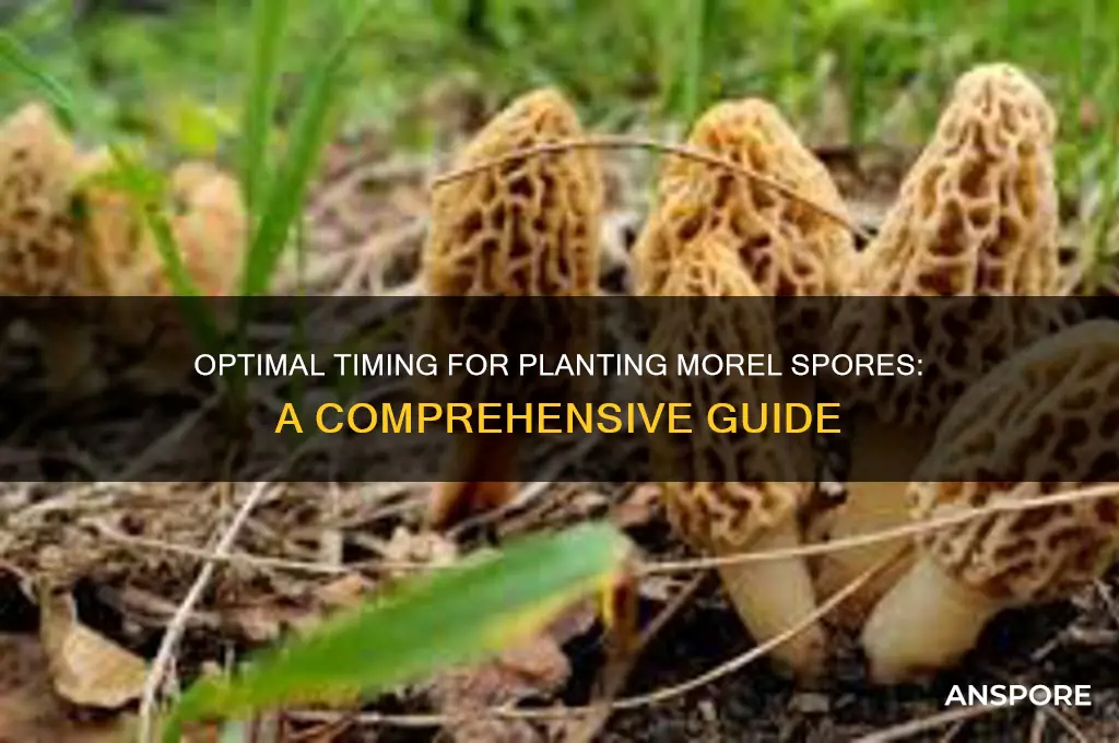 when to plant morel spores