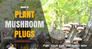 Best Time to Plant Mushroom Plugs for a Bountiful Harvest