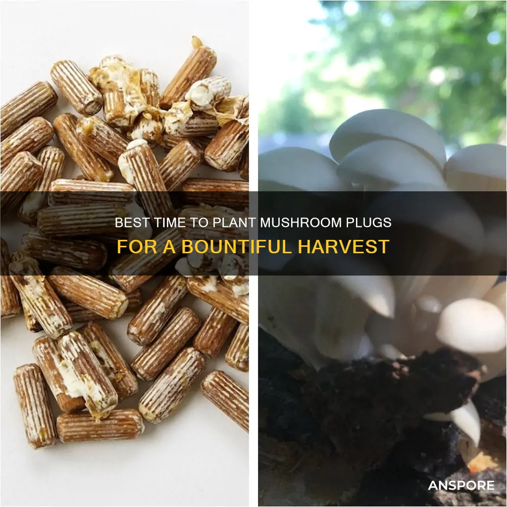 when to plant mushroom plugs