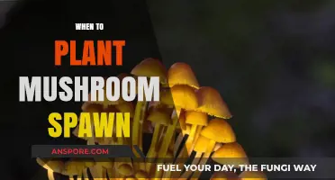 Mushroom Spawn Planting: Best Time and Tips