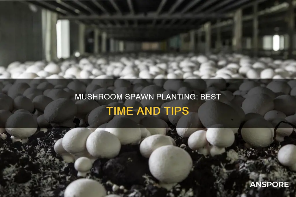 when to plant mushroom spawn