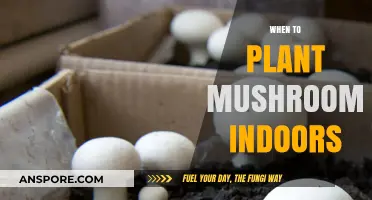 Mushroom Cultivation: Best Time to Plant Indoors