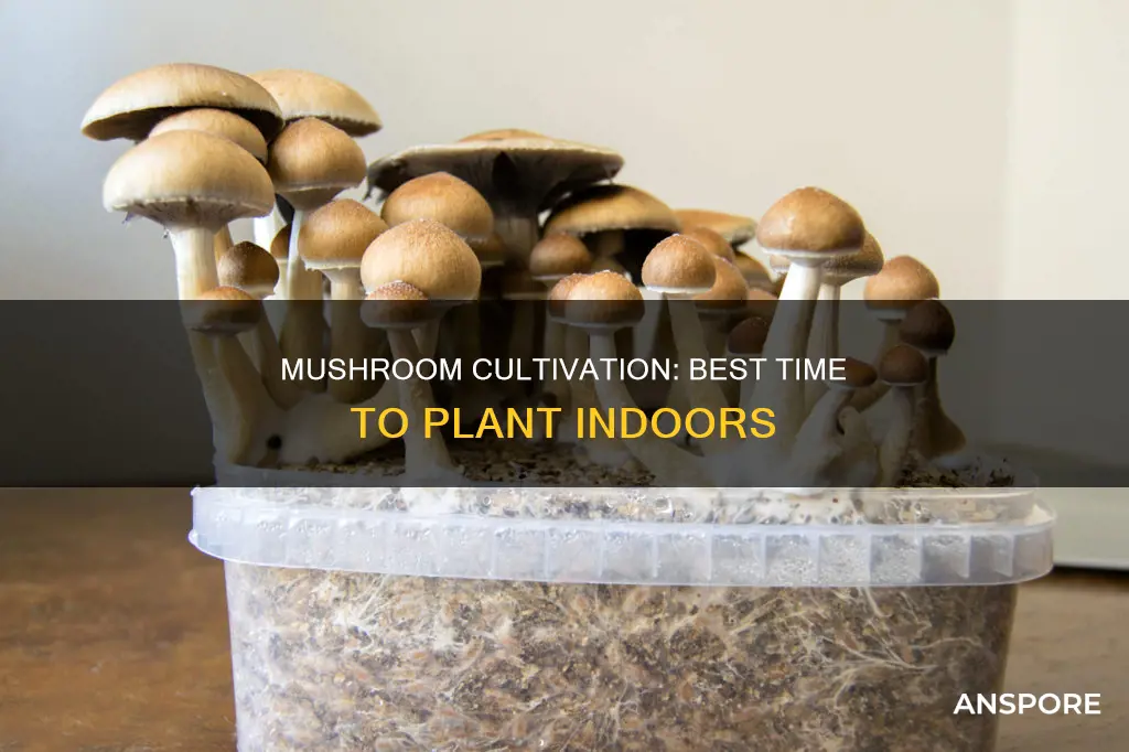 when to plant mushrooms indoors