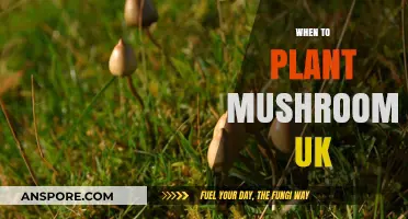 Mushroom Planting in the UK: Best Time and Tips