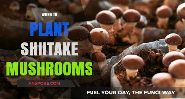 Spring and Fall: The Perfect Time to Plant Shiitake Mushrooms