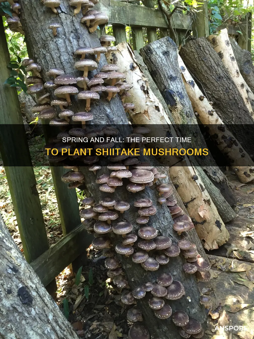 when to plant shiitake mushrooms