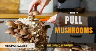 Harvesting Mushrooms: The Perfect Timing for Picking Edibles