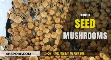 Mushroom Seeding: Timing, Techniques, and Tips for Success