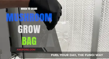 Perfect Timing: When to Shake Your Mushroom Grow Bag for Optimal Yield