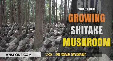 Perfect Timing for Shiitake Mushroom Cultivation: A Beginner's Guide