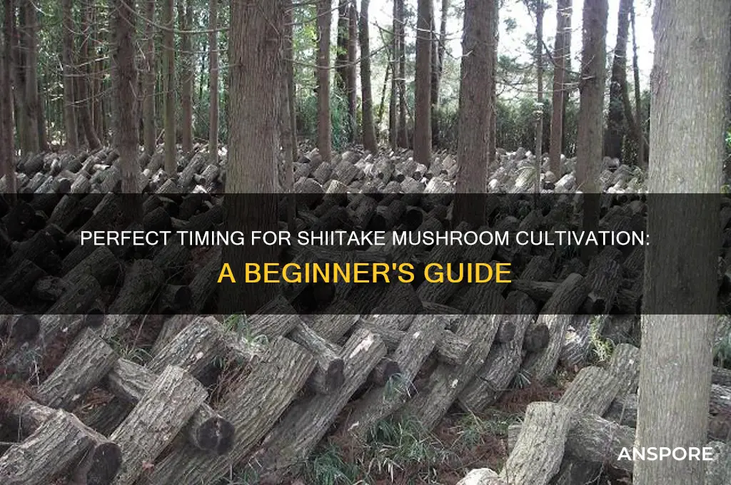 when to start growing shitake mushrooms