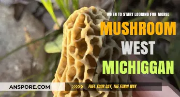 Best Time to Hunt Morel Mushrooms in West Michigan