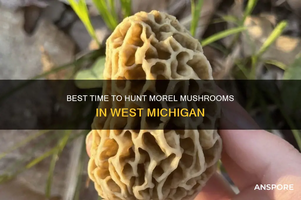 when to start looking for morel mushrooms west michiggan