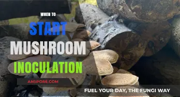 Mushroom Inoculation: Best Time to Start and Why