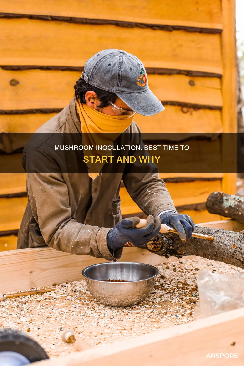 when to start mushroom inoculation