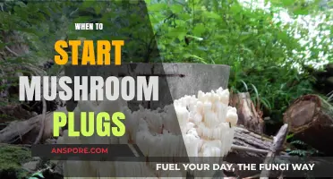 Mushroom Plugs: Best Time to Start and Why